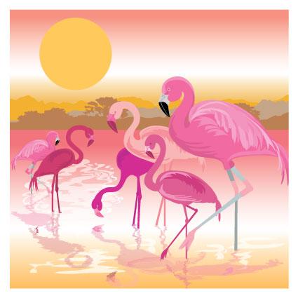 DUS56 Flamingos