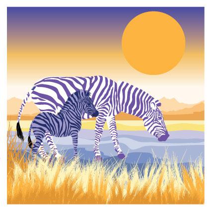 DUS59 Zebras